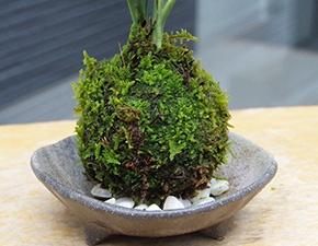 テーブルヤシ苔玉三つ足灰器2016h
