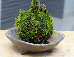 テーブルヤシ苔玉三つ足灰器2016i