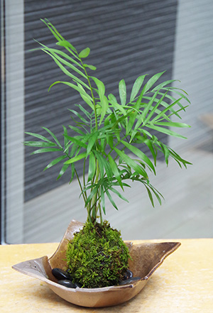 テーブルヤシ苔玉焼締茶器2016c