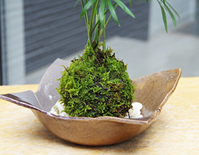 テーブルヤシ苔玉焼締茶器2016h