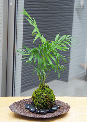 テーブルヤシ苔玉くらま器2016c