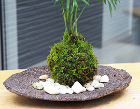 テーブルヤシ苔玉くらま器2016h