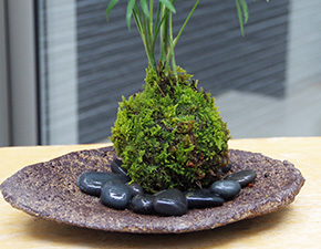 テーブルヤシ苔玉くらま器2016i