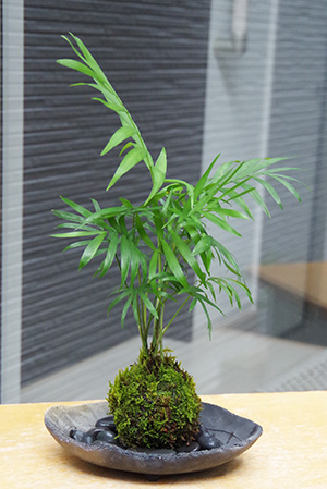 テーブルヤシ苔玉炭化焼締器2016c
