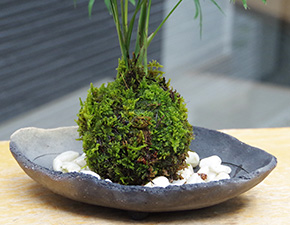 テーブルヤシ苔玉炭化焼締器2016h