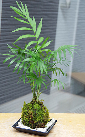 テーブルヤシ苔玉2016c