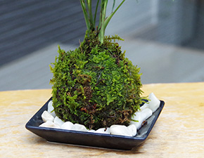 テーブルヤシ苔玉2016h