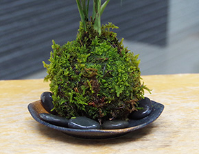 テーブルヤシ苔玉2016i
