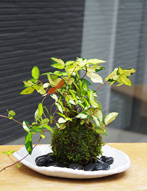 テイカカズラ苔玉楕円白粉引器2016c