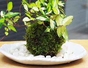 テイカカズラ苔玉楕円白粉引器2016h