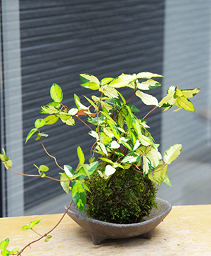 テイカカズラ苔玉三つ足灰器2016c