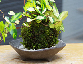テイカカズラ苔玉三つ足灰器2016h