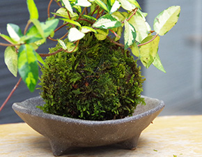 テイカカズラ苔玉三つ足灰器2016i