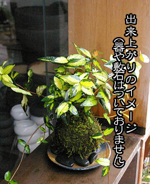 テイカカズラ苔玉キット2015c
