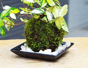 テイカカズラ苔玉2016h