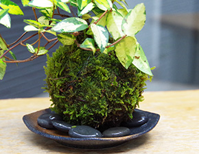 テイカカズラ苔玉2016i