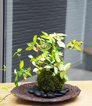 テイカカズラ苔玉くらま器2016c