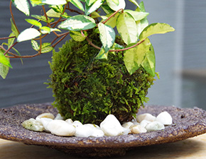 テイカカズラ苔玉くらま器2016h