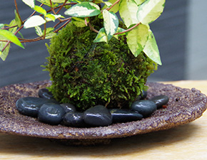 テイカカズラ苔玉くらま器2016i