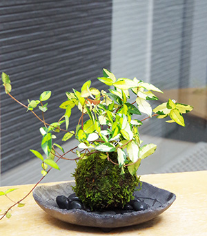 テイカカズラ苔玉炭化焼締器2016c