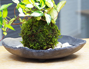 テイカカズラ苔玉炭化焼締器2016h