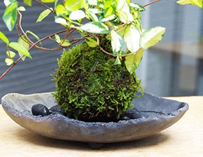 テイカカズラ苔玉炭化焼締器2016i