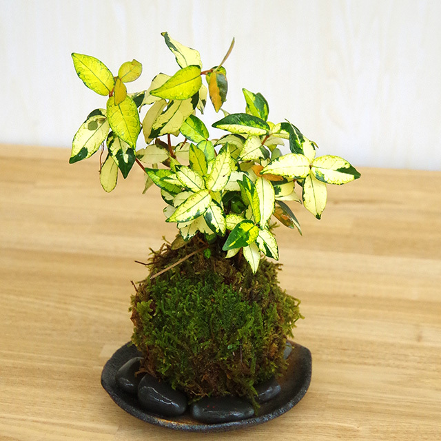 テイカカズラ苔玉201610