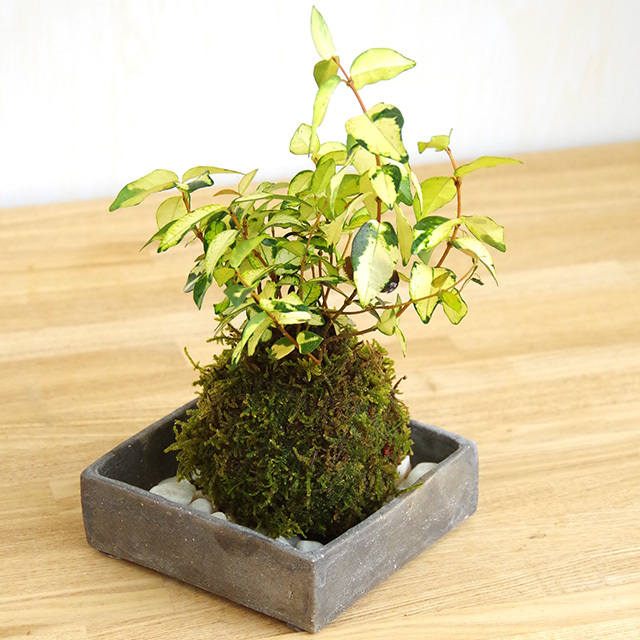 テイカカズラ苔玉201610焼締角器