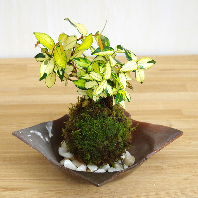 テイカカズラ苔玉201610焼締茶器