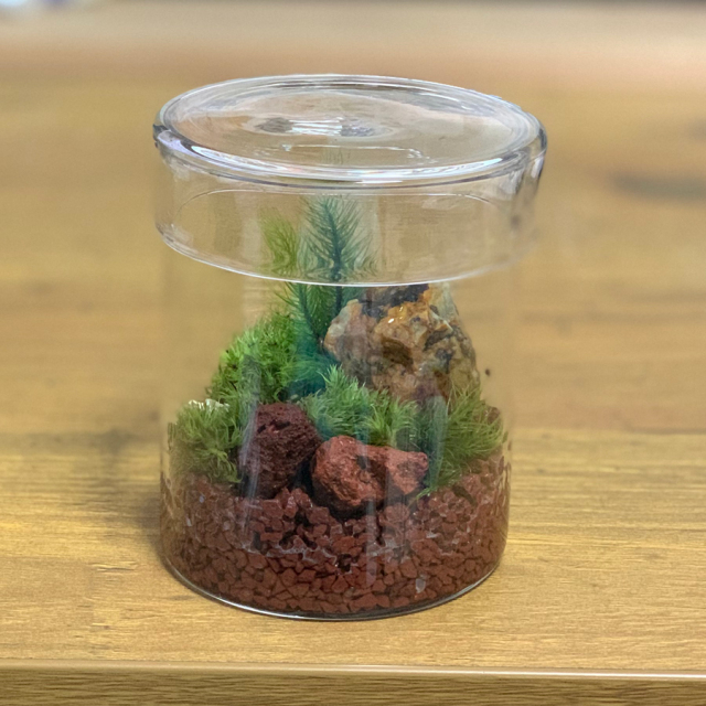 コケテラリウム 作成キット ガラス蓋つきポット】苔テラリウム