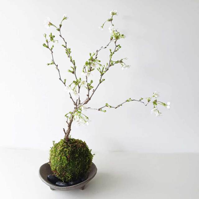 湖上の舞　苔玉