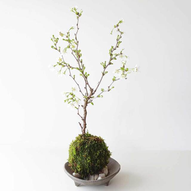 湖上の舞　苔玉