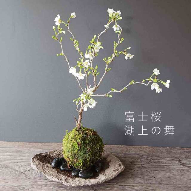 苔玉（こけだま）や盆栽・観葉植物などグリーンのお店：みどり屋 和草