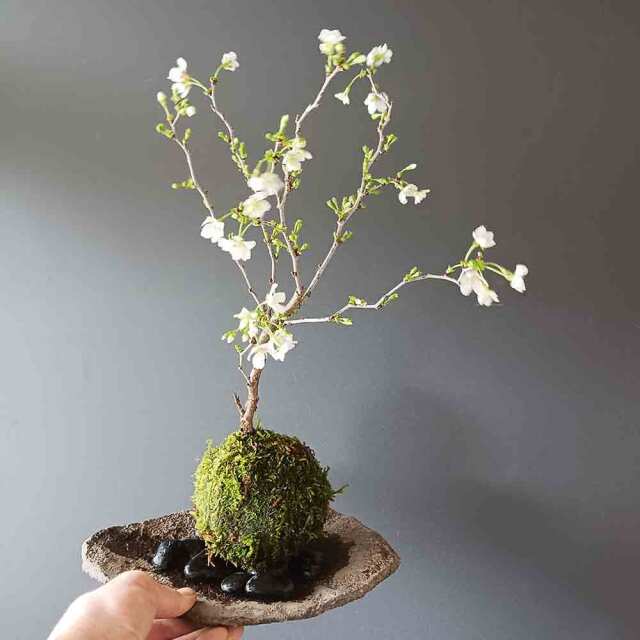 湖上の舞　苔玉