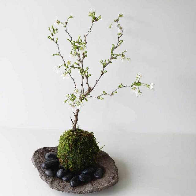湖上の舞　苔玉