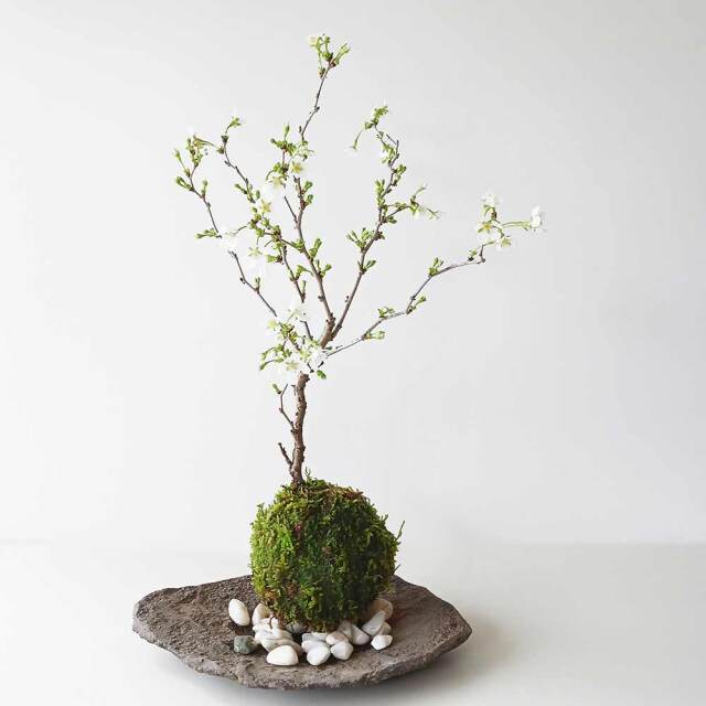 桜・・・そう聞くだけで心和む景色を貴方のもとへ【富士桜（湖上の舞