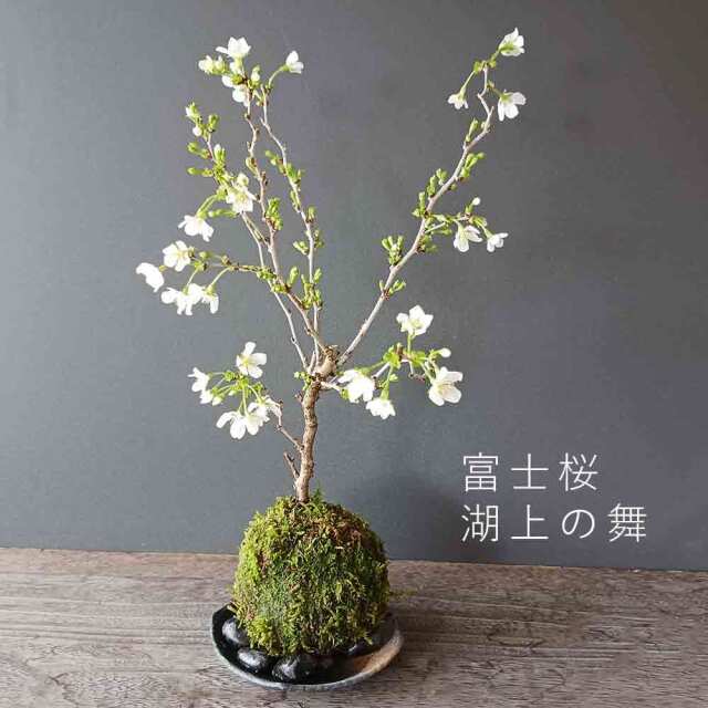 2026年開花終了】桜・・・そう聞くだけで心和む景色を貴方のもとへ
