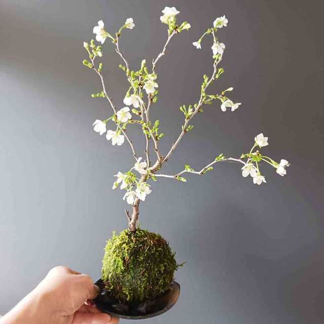 湖上の舞　苔玉