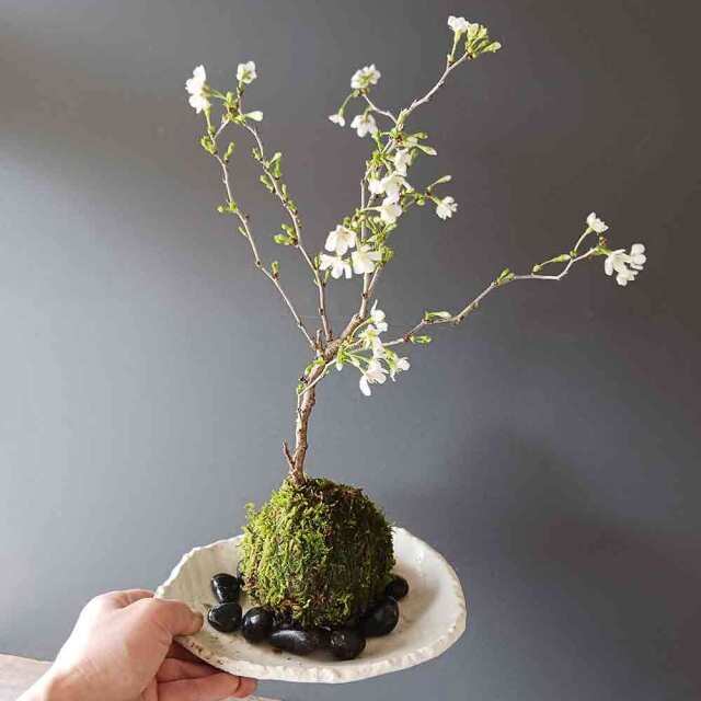 湖上の舞　苔玉