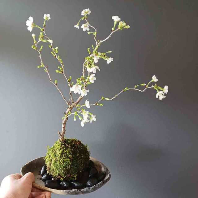 5479【希少品】 模擬切手 実践練習用 富士山と桜 20面入りシート さくらあーと・桜と富士｜株式会社さくらほりきり