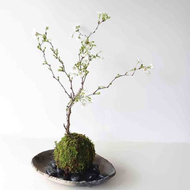 湖上の舞　苔玉