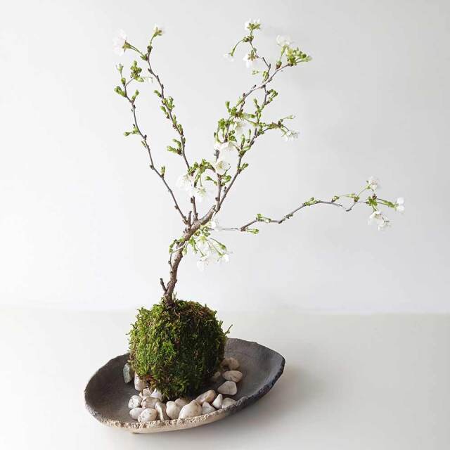 湖上の舞　苔玉