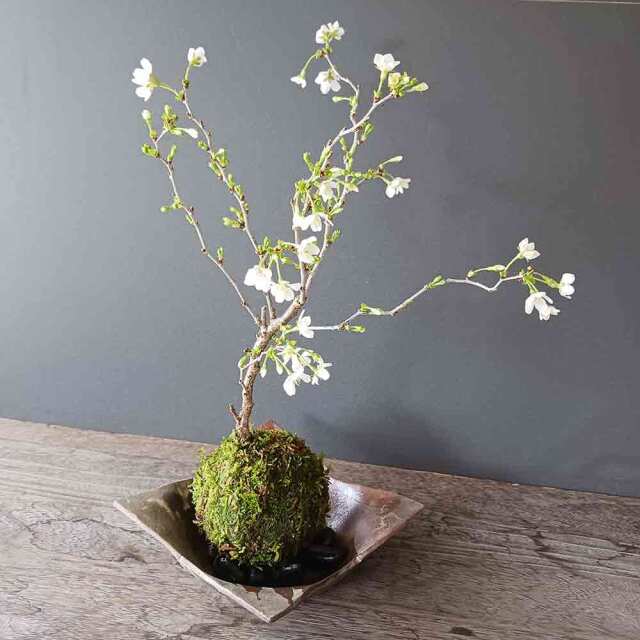 湖上の舞　苔玉