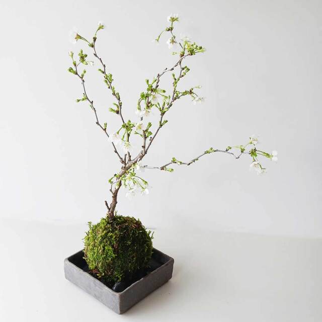 湖上の舞　苔玉