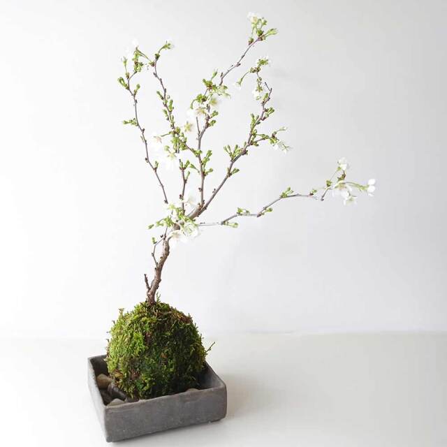 湖上の舞　苔玉