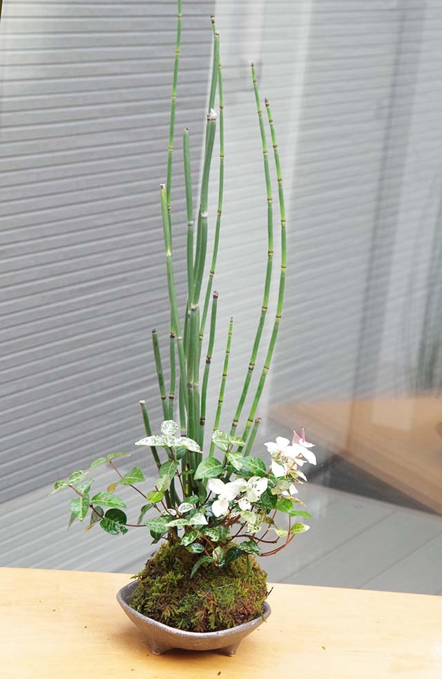 トクサ・初雪カズラ苔玉三つ足灰器m