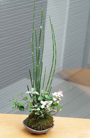 トクサ・初雪カズラ苔玉三つ足灰器c