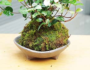 トクサ・初雪カズラ苔玉三つ足灰器i