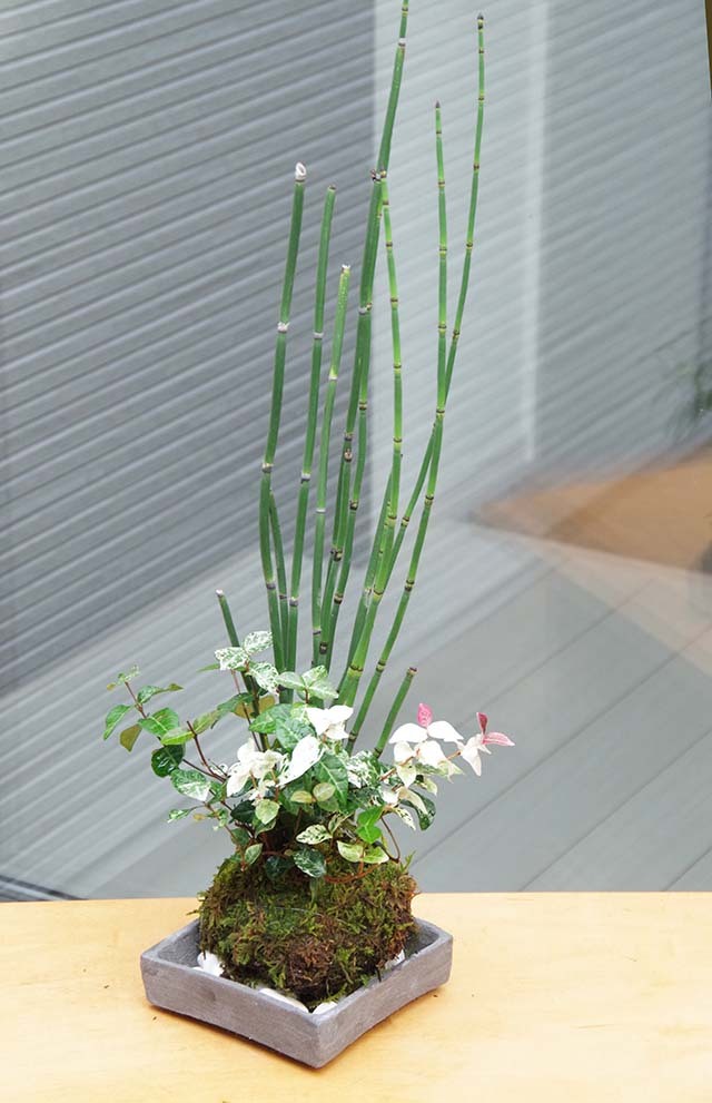 トクサ・初雪カズラ苔玉焼締角器m