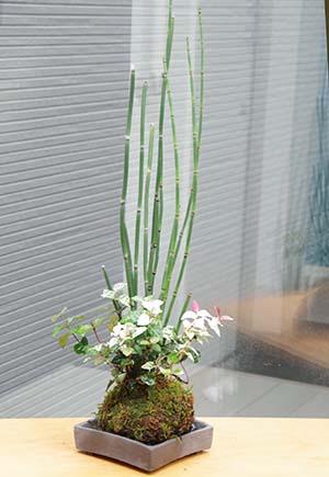 トクサ・初雪カズラ苔玉焼締角器c